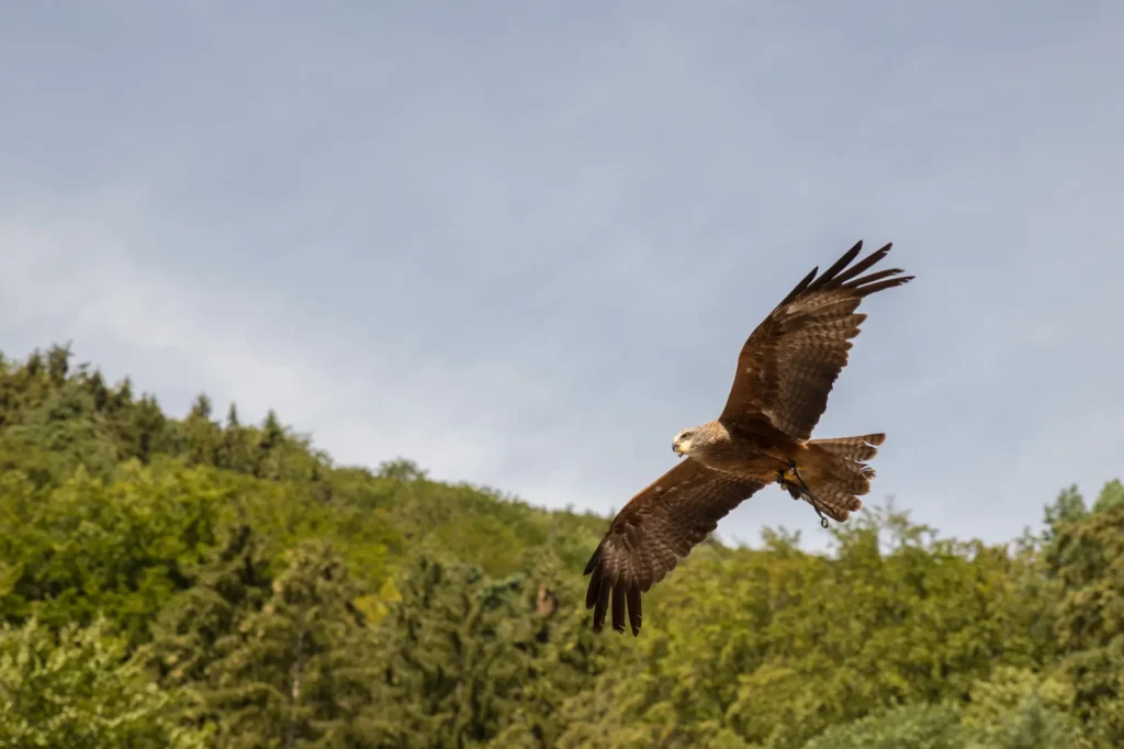 Ein Greifvogel fliegt über einen Wald.
